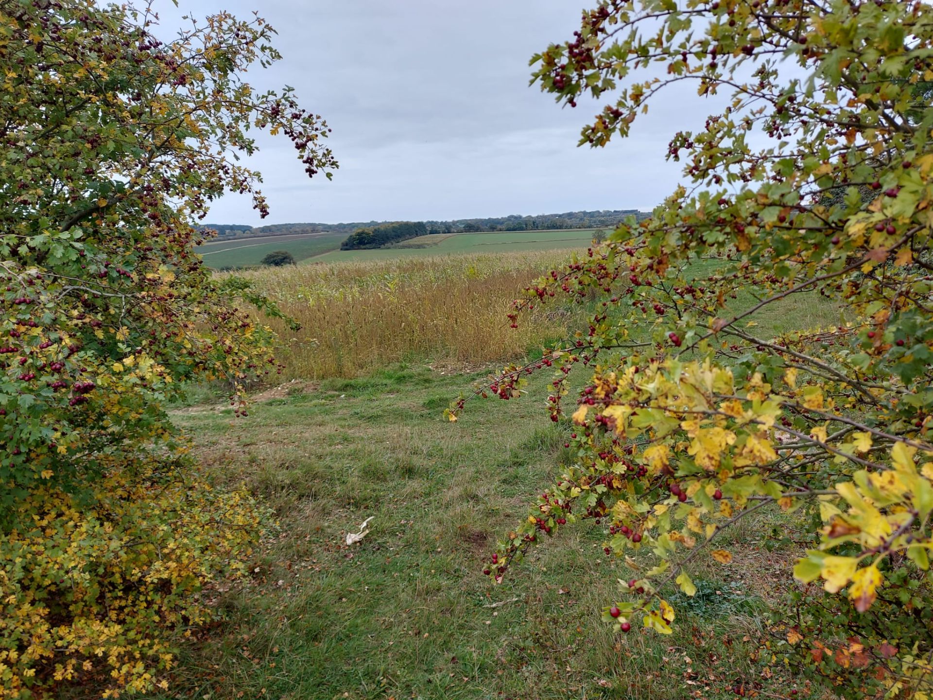 Autumn hedging and views across fields